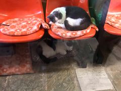 -猫咪博物馆(顶澳仔猫街店)