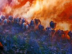 -罗红摄影艺术馆