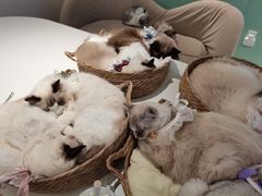-怪兽屋·羊驼·猫咖·狗咖(俊华广场店)