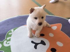 -柴犬小屋·柴餐厅·狗咖食堂(金鼎广场店)