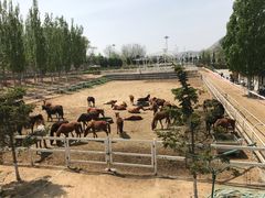 -大连凯洋马术俱乐部有限公司