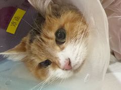 -宠爱国际动物医院·消化内科·心肾内科·ISFM猫友好(望京店)