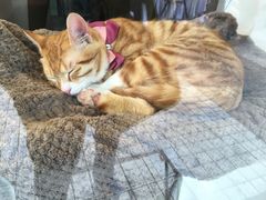 -PETKIT小佩宠物(古北店)