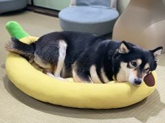 -逗柴咖啡屋·狗咖猫咖宠物桌游