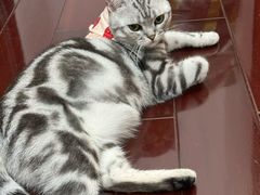 -瑞派名望24h动物医院异宠专科·猫专科·骨科·重症监护分院