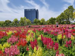 -春花秋色城市公园