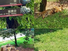 -深圳野生动物园