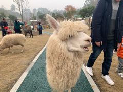 -黄龙溪欢乐田园