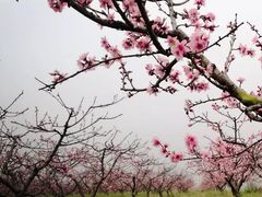 -樂桃源奉贤黄桃种植采摘基地