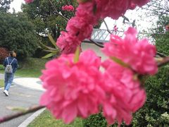 -桃花岛景观公园