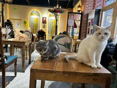 -猫小院猫主题餐厅(南锣旗舰店)