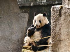 -中国大熊猫保护研究中心雅安碧峰峡基地