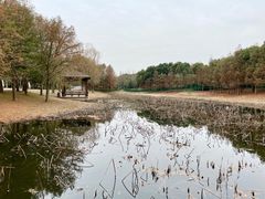 -同里国家湿地公园