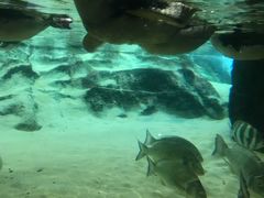 -悉尼海洋生物水族馆