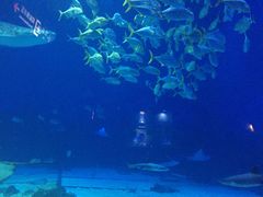 -烟台海昌鲸鲨海洋公园