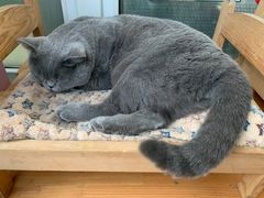 -猫小院猫主题咖啡厅(北锣店)