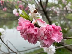 -顾村公园