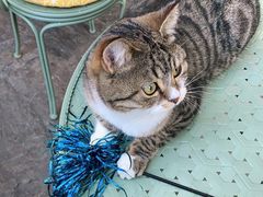 -喵屿·大理花园猫咖