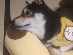-逗柴咖啡屋·狗咖猫咖宠物桌游