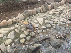 -燕塞湖鸟语林景区