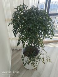 -HEYAN荷妍专业脱毛连锁机构