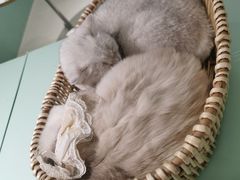 -怪兽屋·羊驼·猫咖·狗咖(俊华广场店)