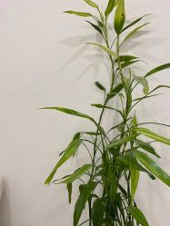-苗方清颜·祛痘皮肤管理