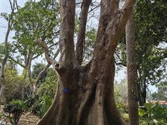 -中国科学院西双版纳热带植物园