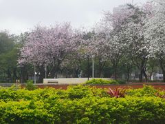 -金砂公园
