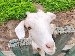 -哈尔滨北方森林动物园