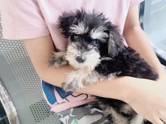 -安安宠医·安宠宠物医院