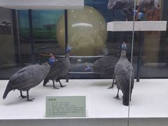 -国家自然博物馆