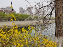 -桃花堤公园