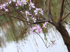 -广东花都湖国家湿地公园