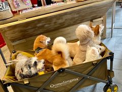 -尼依格罗香港美利酒店