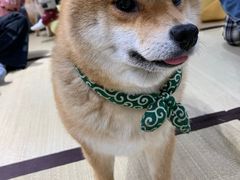 -逗柴咖啡屋·狗咖猫咖宠物桌游