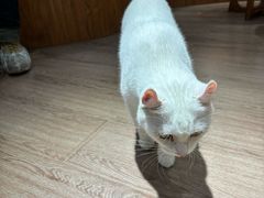 -有猫主题·治愈系猫咖(曾厝垵店)