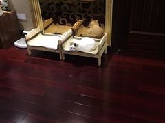 爱侣宠物医院(灵石路总店)-爱侣宠医·鹦鹉专科·小型哺乳类·异宠专科(灵石路店)