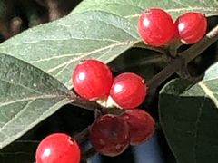 -大兴滨河森林公园