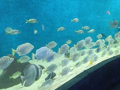 -合肥海洋世界