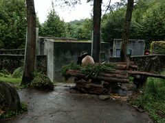 -都江堰中华大熊猫苑