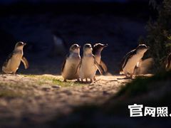 -企鹅岛