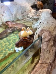 -Zoolung Zoolung动物主题公园(海信广场店)
