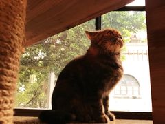 -more than meow吴止猫主题餐厅(承德 中船汇店)