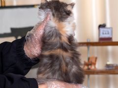-小猫来了·猫舍(红山六九七九店)