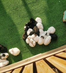 -萌宠亲子动物乐园(槐房万达店)