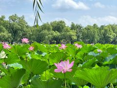 -承德避暑山庄景区