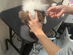 -小呆的宠物店·宠物售卖·宠物寄养(城西店)