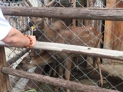 -静之湖湖畔餐厅