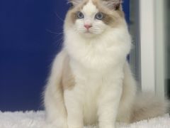 -爱洗澡的猫(天河路店)